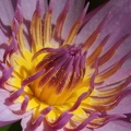 Seerose (Nymphaea sp.)